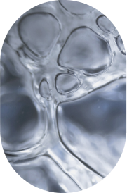 Caprylic/Capric Triglyceride