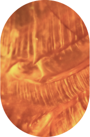 Spilanthes Acmella Extract