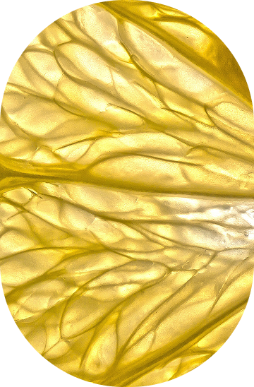 Vitamin C (Ascorbic Acid)