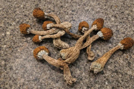 Dried mushrooms