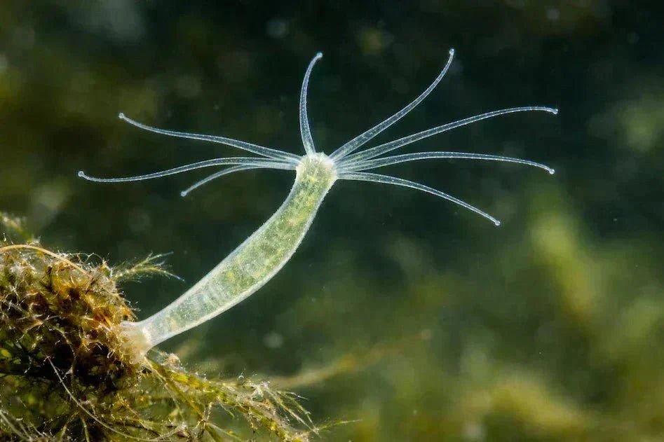 Microscopic image of a freshwater hydra organism with extended tentacles.