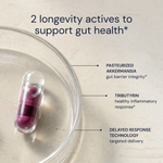 Essential Microbiome capsule in a glass dish, labeled Akkermansia and Tributyrin actives — Blueprint gut health
