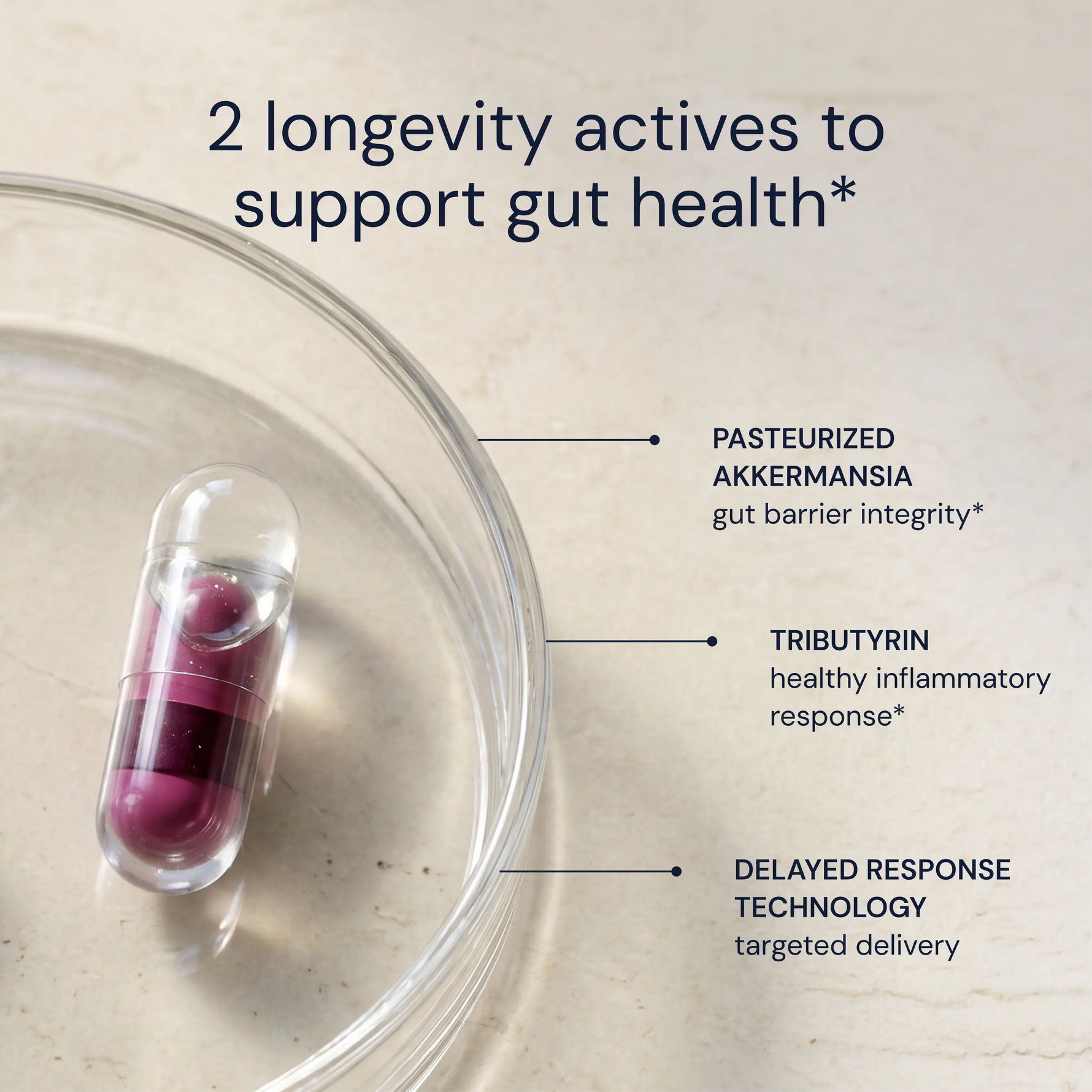Essential Microbiome capsule in a glass dish, labeled Akkermansia and Tributyrin actives — Blueprint gut health