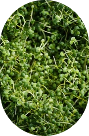 Glucoraphanin