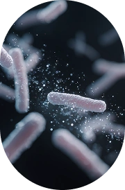 Lactobacillus Acidophilus