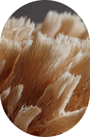 Lion's Mane Mushroom