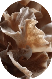 Maitake Mushroom
