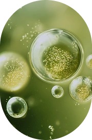 Microalgae Oil (Schizochytrium sp.)