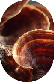 Reishi Mushroom