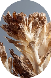 Rhodiola
