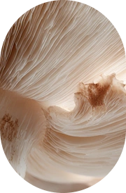 Shiitake Mushroom