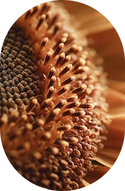 Sunflower Lecithin Non-GMO