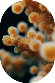 Vitamin B1 (Thiamine HCl)