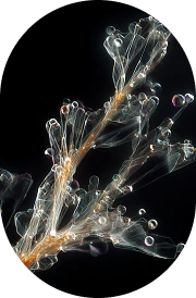 Riboflavin (Vitamin B2)