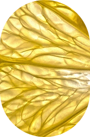 Vitamin C (Ascorbic Acid)